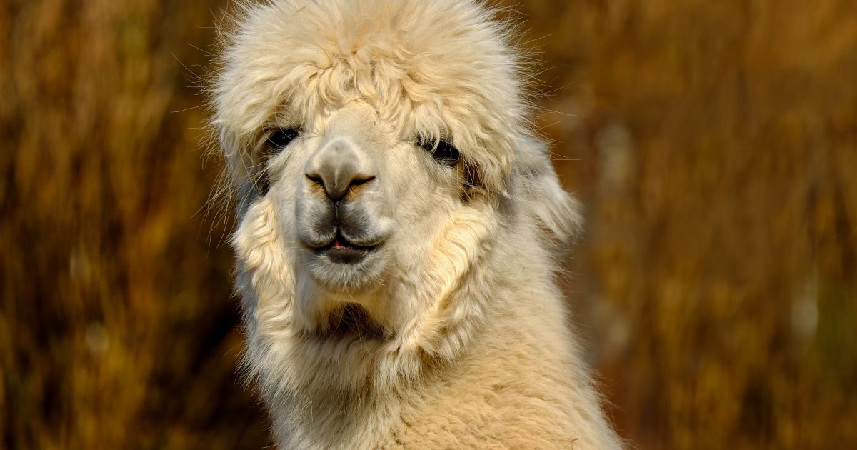 Alpakanist Alpakanist